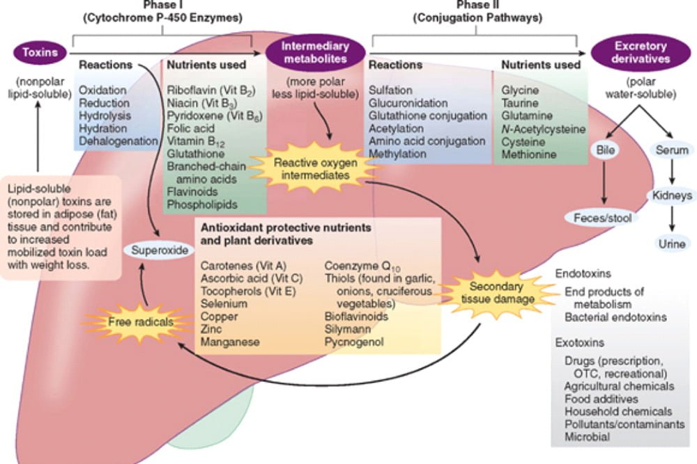 Liver detoxification program